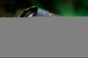 Німецька вівчарка - з чого залежить вартість? Німецька вівчарка - з чого залежить вартість?